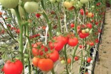 tomato-agriculture