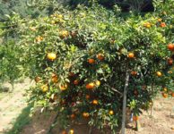 Orange-Palpa