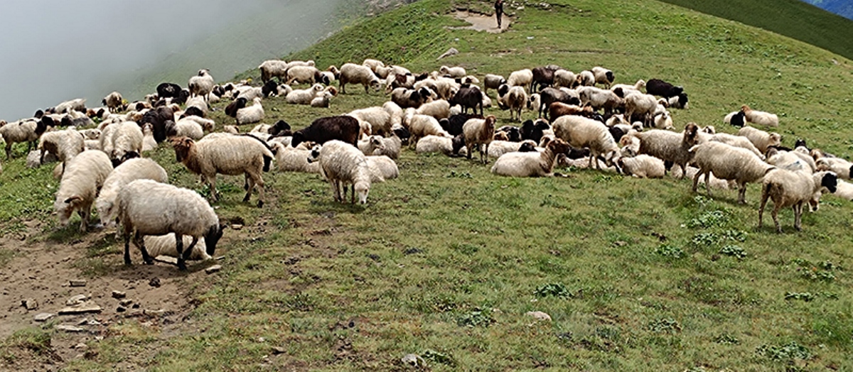 लेकबाट बेसी झर्न थाले भेडाका बथान